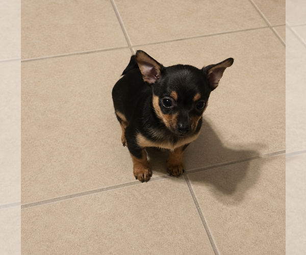 Medium Photo #1 Chihuahua Puppy For Sale in QUAKERTOWN, PA, USA