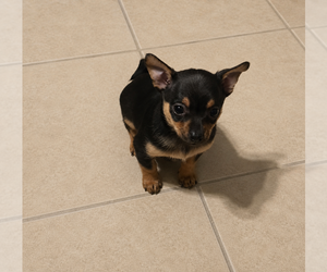 Chihuahua Puppy for sale in QUAKERTOWN, PA, USA