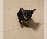 Small Chihuahua