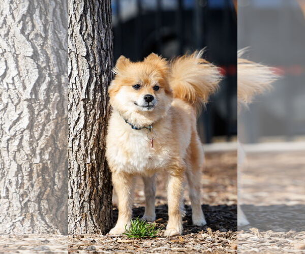 Medium Photo #8 Chiranian Puppy For Sale in McKinney, TX, USA