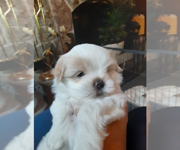 Medium Photo #1 Mal-Shi Puppy For Sale in NEWAYGO, MI, USA