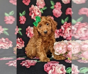 Cock-A-Poo Puppy for sale in KIRKWOOD, PA, USA
