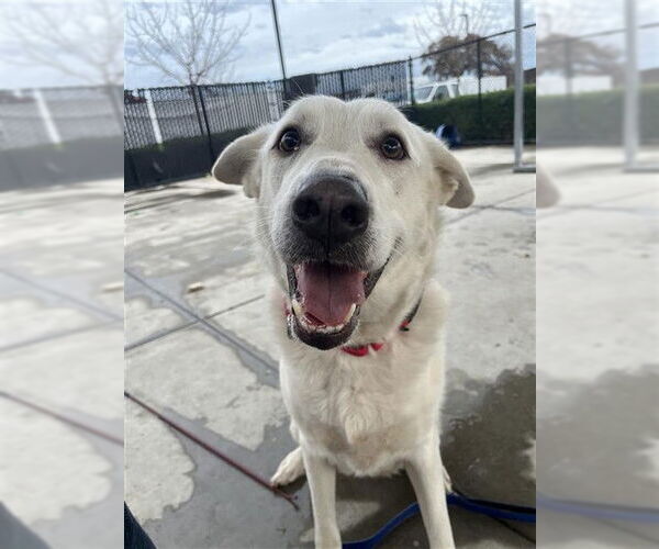 Medium Photo #1 Great Pyrenees-Unknown Mix Puppy For Sale in Elk Grove, CA, USA