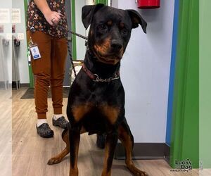 Dakota - Female Rottweiler-Unknown Mix Dog for Adoption - Photo #3