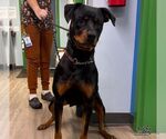 Small Photo #3 Rottweiler-Unknown Mix Puppy For Sale in Washington, DC, USA
