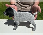 Puppy 6 German Shorthaired Pointer