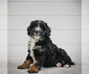 Bernedoodle Puppy for sale in ITASCA, TX, USA
