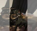Small Chihuahua