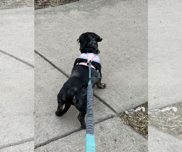 Medium Photo #4 Dachshund Puppy For Sale in Wheaton, IL, USA