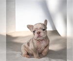 Small #4 French Bulldog