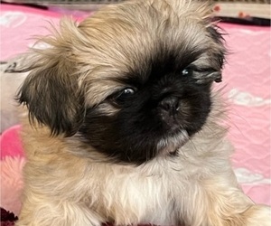 Pekingese Puppy for sale in WHITING, KS, USA