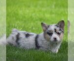 Small Photo #4 Pembroke Welsh Corgi Puppy For Sale in DENVER, PA, USA
