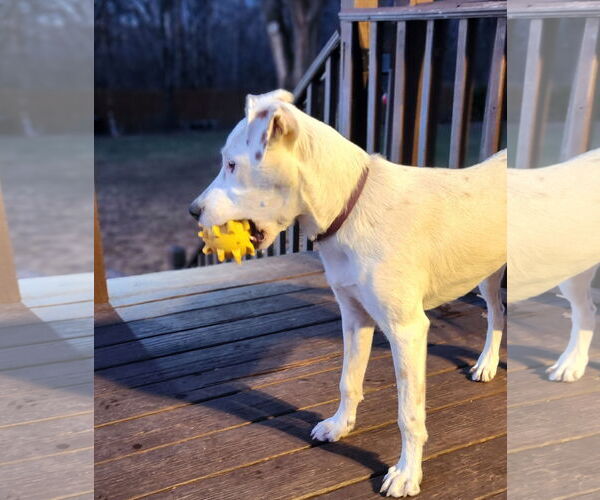 Medium Photo #14 Mutt Puppy For Sale in Farmington, MN, USA
