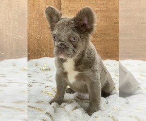 French Bulldog Puppy for sale in FOLSOM, CA, USA