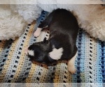 Small #40 Border Collie