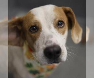 Dachshund-Unknown Mix Dogs for adoption in San Antonio, TX, USA