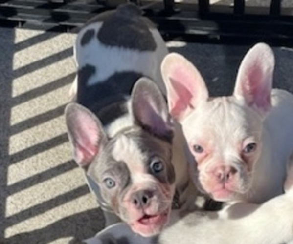 Medium Photo #8 French Bulldog Puppy For Sale in ANTIOCH, CA, USA