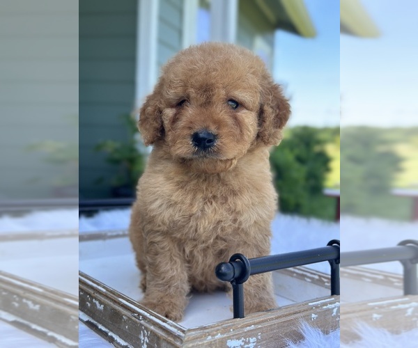 Medium Photo #1 Goldendoodle (Miniature) Puppy For Sale in ITASCA, TX, USA