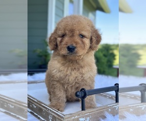 Goldendoodle (Miniature) Puppy for sale in ITASCA, TX, USA