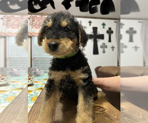 Airedale Terrier Puppy for sale in CLEBURNE, TX, USA