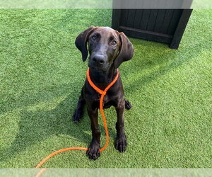 Lab-Pointer Dogs for adoption in Orange, CA, USA