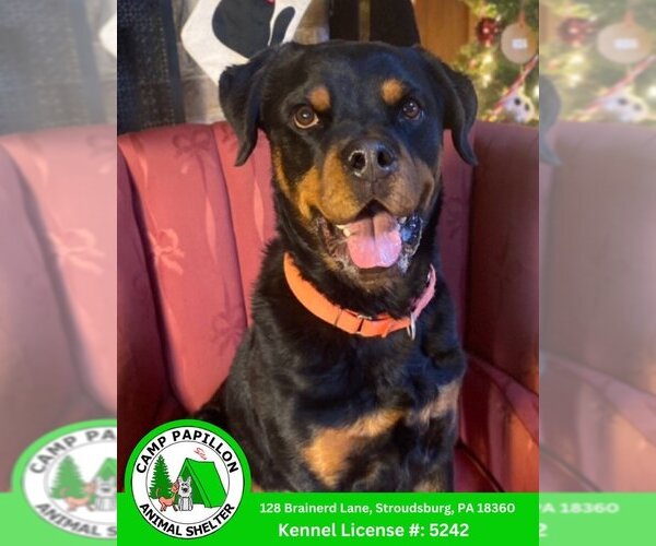 Medium Photo #8 Rottweiler Puppy For Sale in Stroudsburg, PA, USA