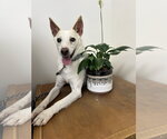 Small #1 Mutt