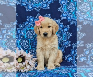 Golden Retriever Puppy for sale in CHRISTIANA, PA, USA