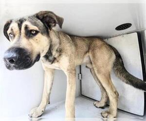 German Shepherd Dog-Mastiff Mix Dogs for adoption in Houston, TX, USA
