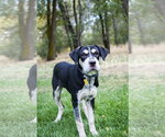 Small Photo #9 Mutt Puppy For Sale in Sandy, UT, USA