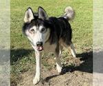 Small Siberian Husky Mix