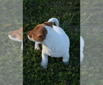 Small #25 Jack Russell Terrier