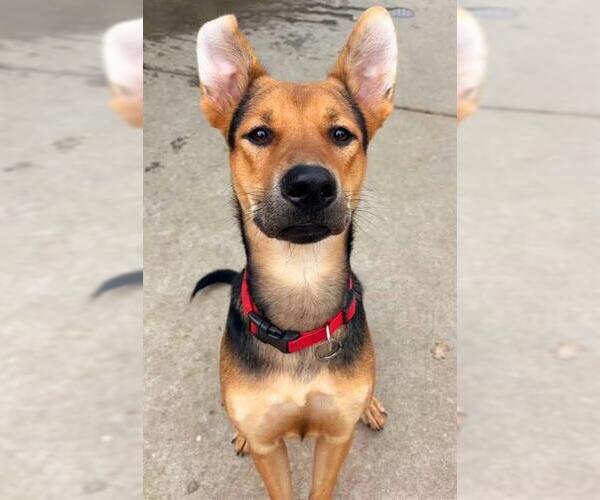 Medium Photo #1 German Shepherd Dog-Unknown Mix Puppy For Sale in Sacramento, CA, USA