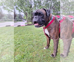 Boxer Dogs for adoption in Brights Grove, Ontario, Canada