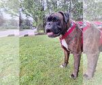 Small Boxer
