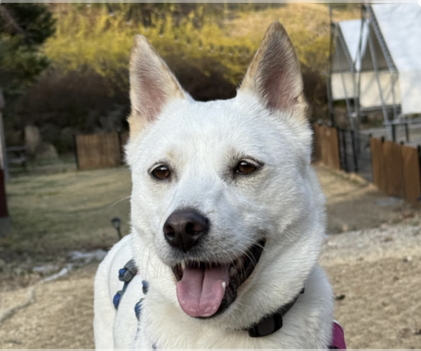 Medium Photo #1 Mutt Puppy For Sale in San Ramon, CA, USA