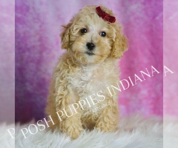 Medium Photo #24 Maltipoo (Miniature) Puppy For Sale in WARSAW, IN, USA