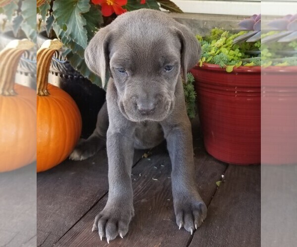 Medium Photo #2 Cane Corso Puppy For Sale in FORKSVILLE, PA, USA