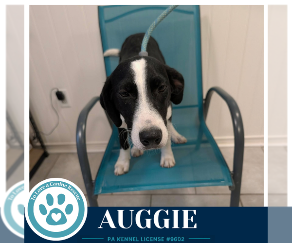 Medium Photo #3 Border Collie-Unknown Mix Puppy For Sale in Kimberton, PA, USA