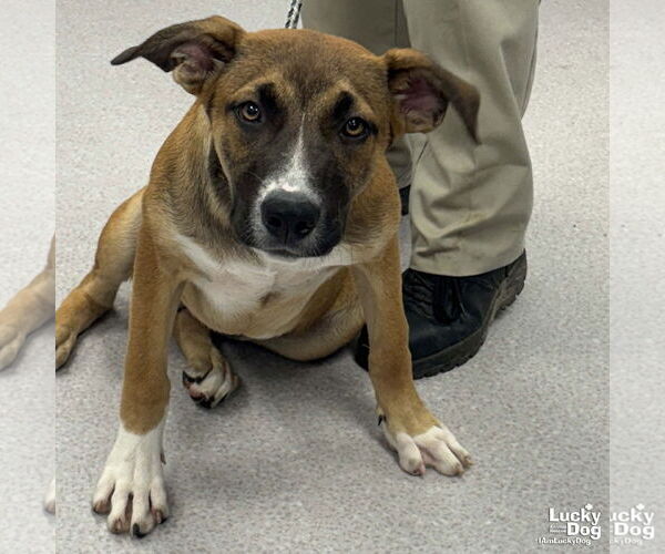 Medium Photo #3 Boxer-Unknown Mix Puppy For Sale in Washington, DC, USA