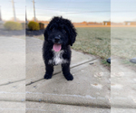 Small Photo #3 Bernedoodle Puppy For Sale in CONNERSVILLE, IN, USA