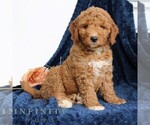 Small #3 Goldendoodle (Miniature)
