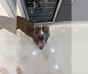 COURTESY POST: Canela - Female American Pit Bull Terrier-Unknown Mix Dog for Adoption - Photo #3