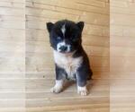 Small Photo #21 Siberian Husky Puppy For Sale in INMAN, SC, USA