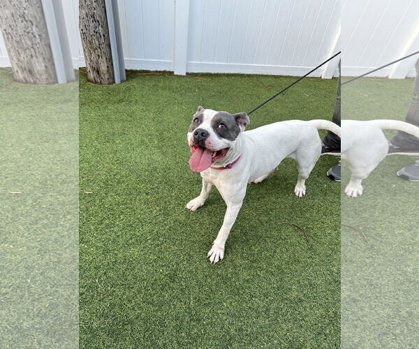 Medium Photo #21 American Bulldog Puppy For Sale in Pompano Beach , FL, USA