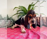 Puppy Marlin Basset Hound