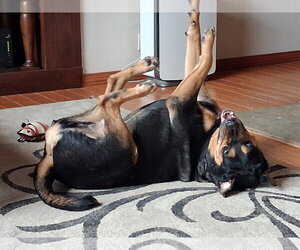 Garth - Male Rottweiler Dog for Adoption - Photo #4