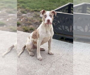 American Pit Bull Terrier-Unknown Mix Dogs for adoption in Jacksonville, NC, USA