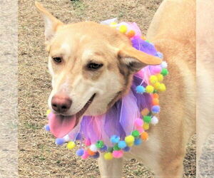 Catahoula Leopard Dog-Siberian Husky Mix Dogs for adoption in Godley, TX, USA