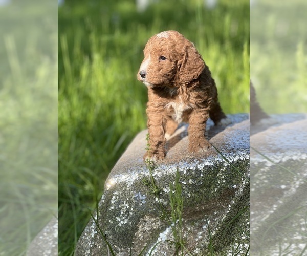Medium Photo #11 Goldendoodle (Miniature) Puppy For Sale in SCHOHARIE, NY, USA
